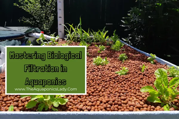 Biological Filtration in aquaponics