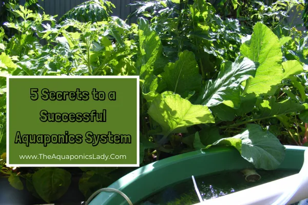 successful Small home aquaponics system