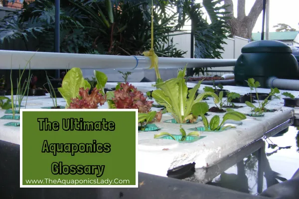 The Ultimate Aquaponics Glossary