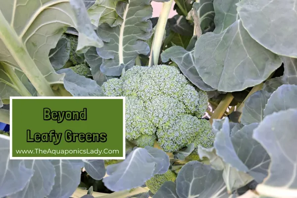 broccoli in aquaponics system