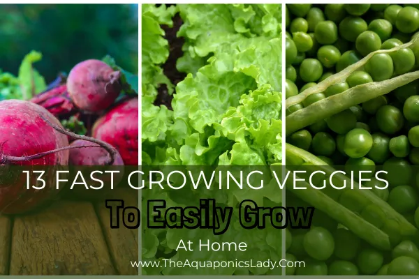 fast growing vegetables for pots