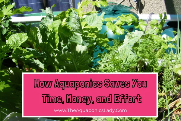 Save Time, Money & Effort with Aquaponics | Gardening Made Easy