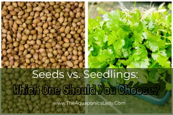 Seeds vs. Seedlings: Which One Should You Choose?