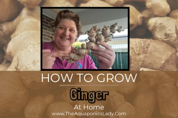 How to Grow Ginger: A Simple Guide for Home Gardeners