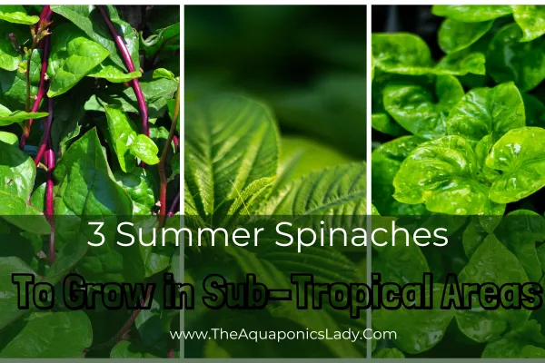 An image of the 3 types of sub tropical spinach with a black overlay that includes the text "3 Best Spinaches to Grow in a Hot Subtropical Summer"