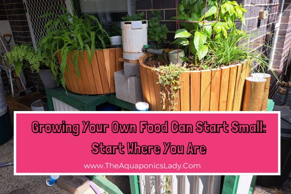 Start Small: One Pot, One Plant, One Step Toward Growing Your Own Food