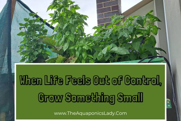 When Life Feels Out of Control, Grow Something Small