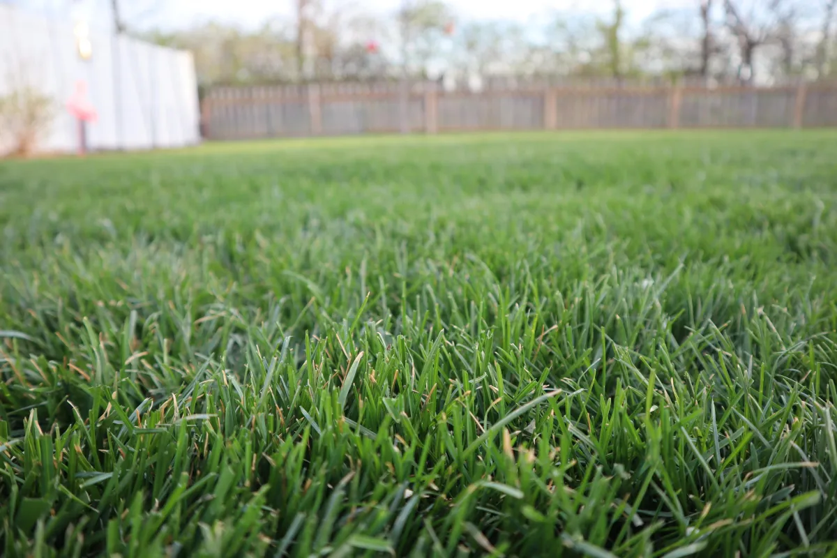 Sustainable Lawn 2025