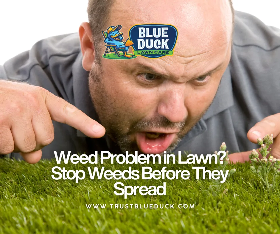 A frustrated Indianapolis homeowner discovering a severe weed problem in lawn. Blue Duck Lawn Care has the weed killer for lawns.