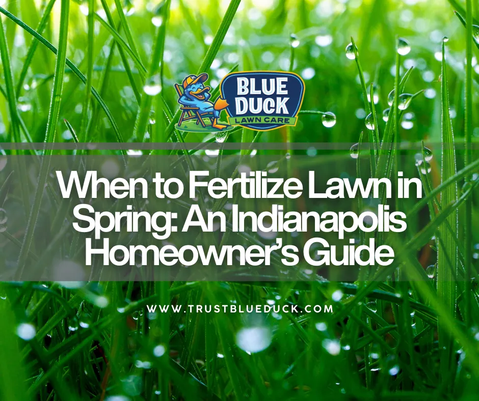 Lush green grass by Blue Duck Lawn Care resulting from knowing exactly when to fertilize lawn in spring for Indianapolis yards.