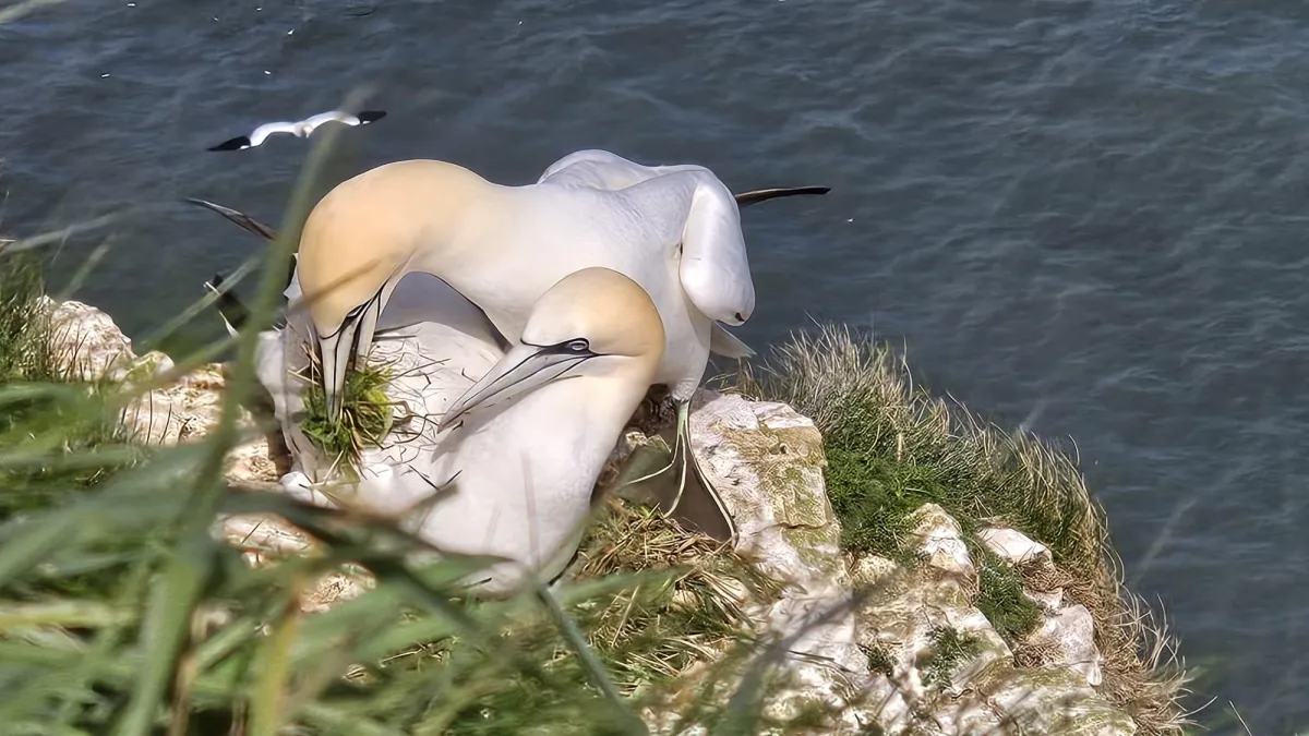 An Easter Gannet tale