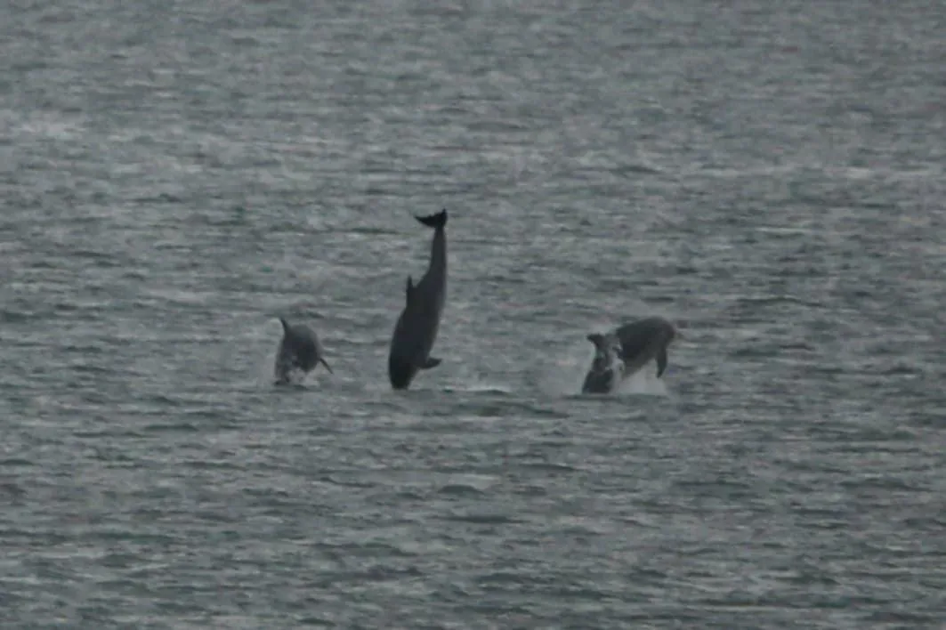 City, coast, dolphins  and tending to our needs 