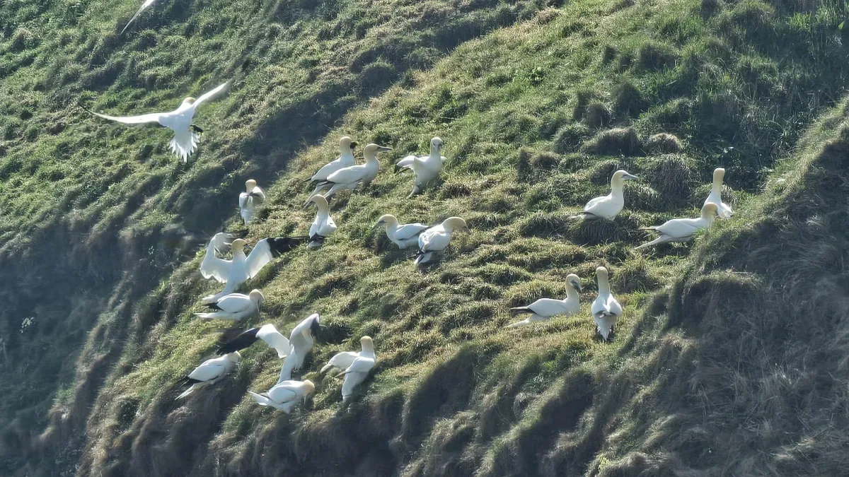 Finding Peace Amidst the Crowds: A Visit to Bempton Bird Cliffs