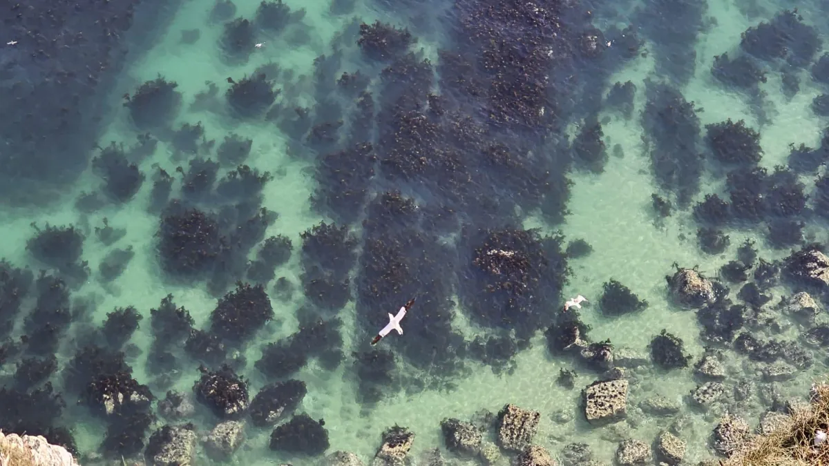 Coming Back to Stillness: Lessons from Bempton Bird Cliffs