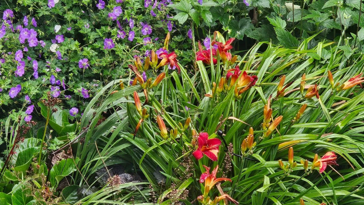 Choosing Stillness and Nature’s Kindness