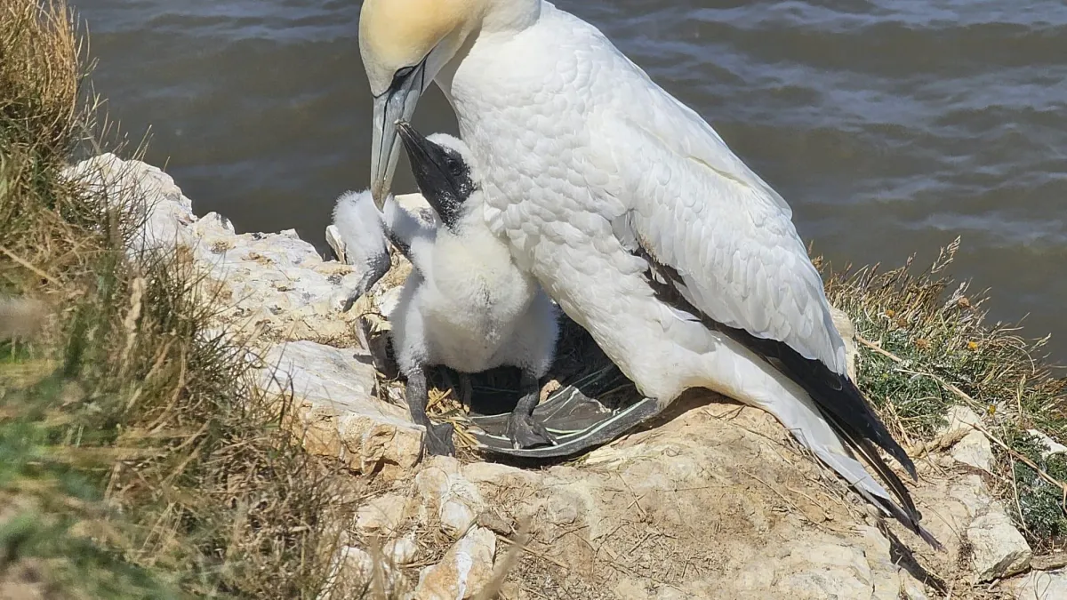 Nourishment at the Gannet Nest