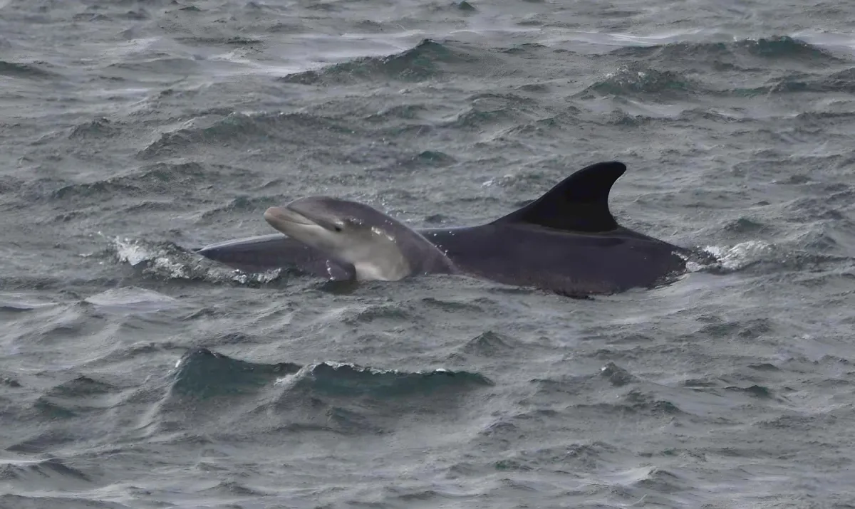 Graceful Dolphins and Gentle Self-Kindness
