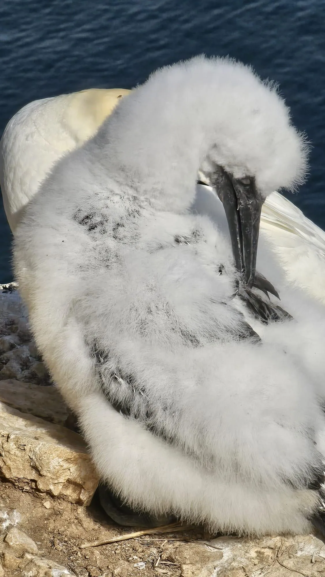 A Day with the Gannet Chick and Dolphins
