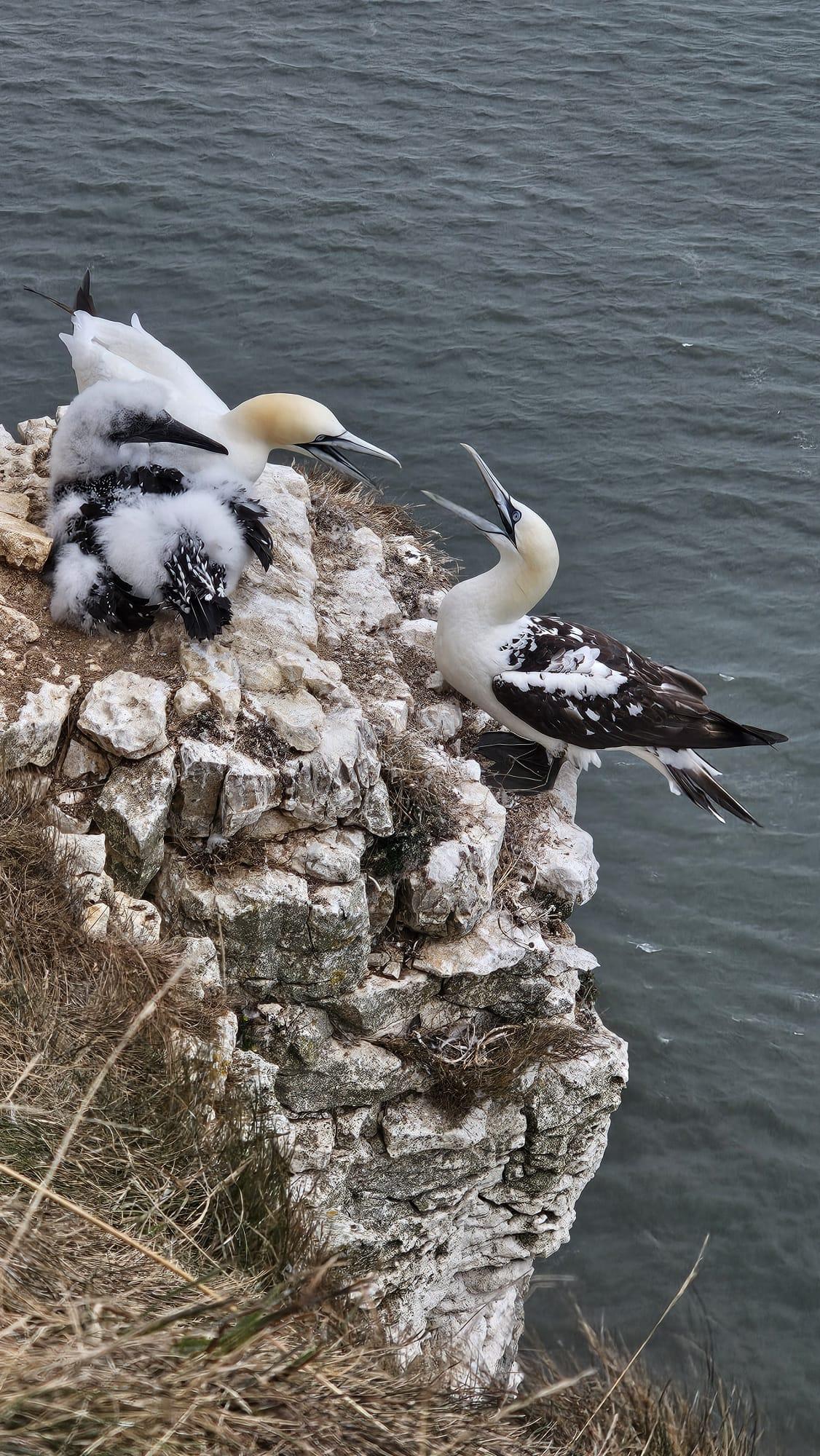 Watching the Gannet Chick and Embracing Life’s Moments