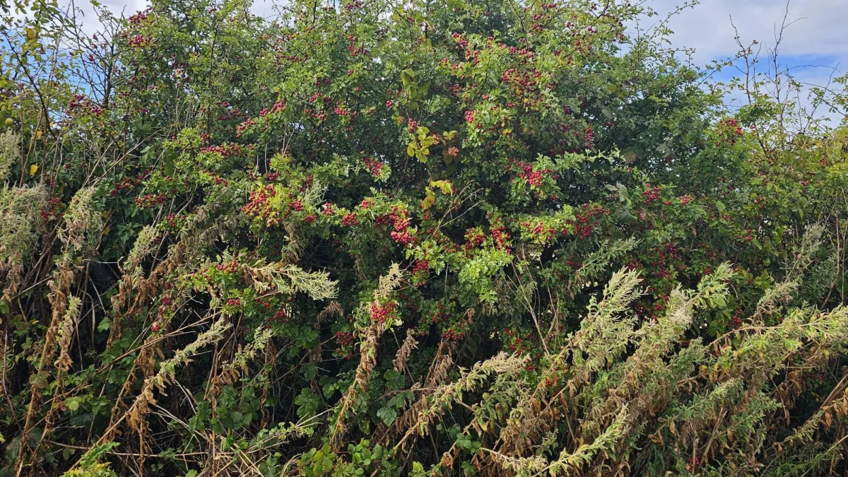 Empty Nests and the Turning of the Seasons