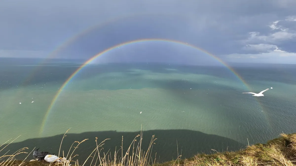 A Vigil at the Gannet Nest