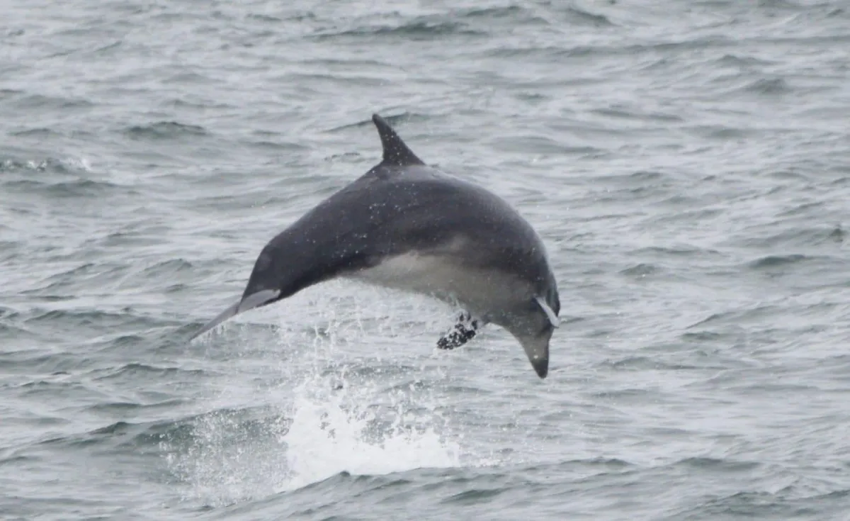 Sun, Sea, and Dolphins: Finding Joy in the Moment