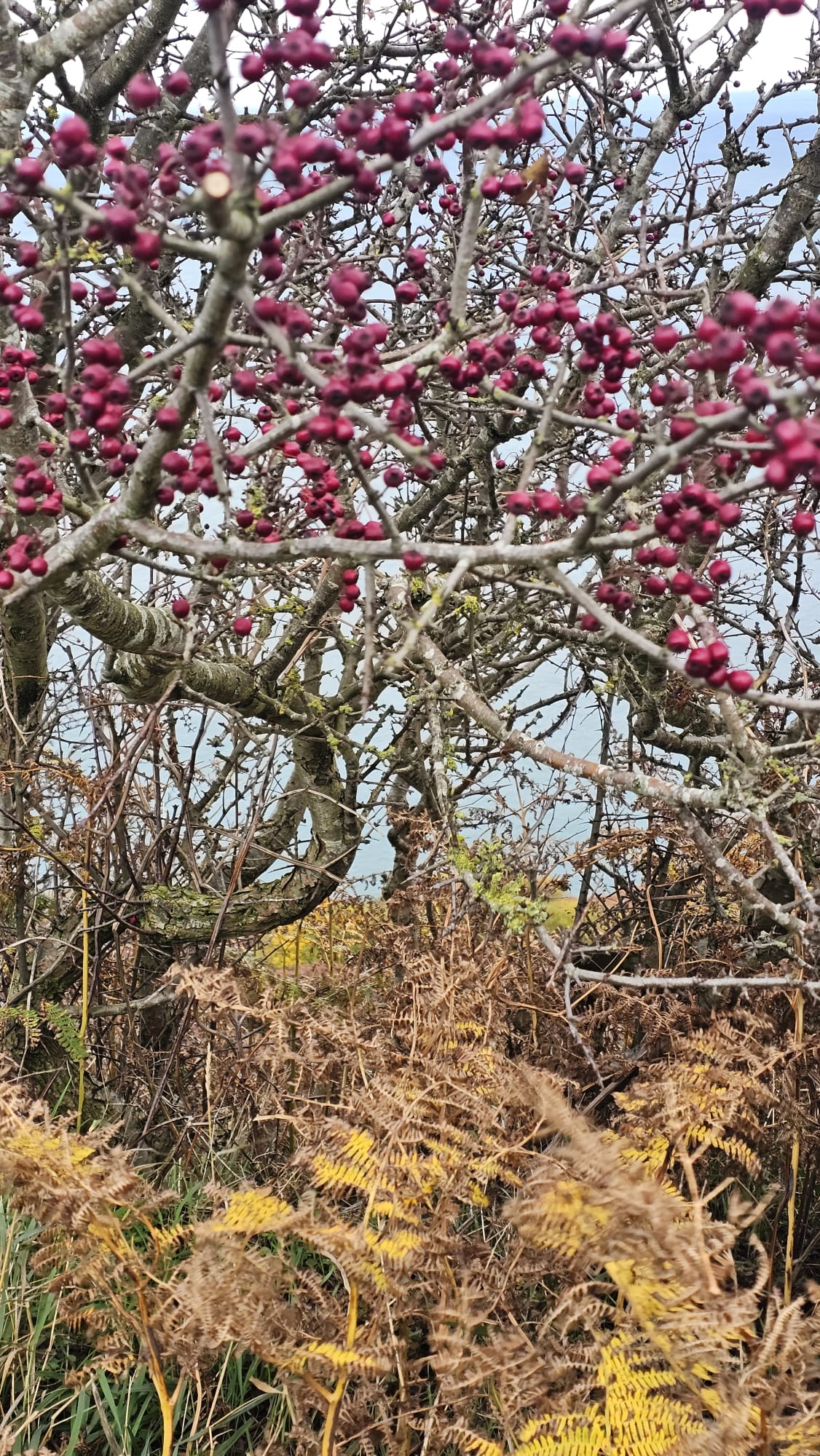 Autumn Beauty and Moments of Gratitude