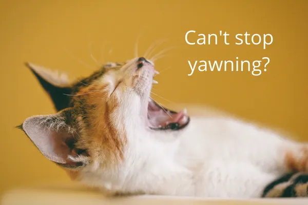 Yawning cat