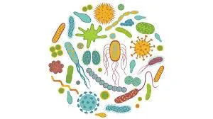 Demystifying Probiotics