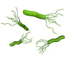 Complex Role of a Gut Bacterium: H. Pylori