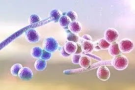 Understanding Candida Overgrowth: Causes, Effects, and Symptoms