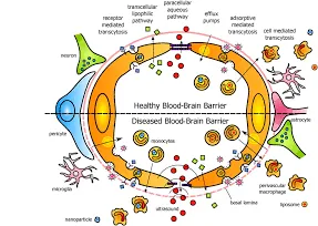 Safeguarding Your Brain: Strategies to Support a Healthy Blood-Brain Barrier