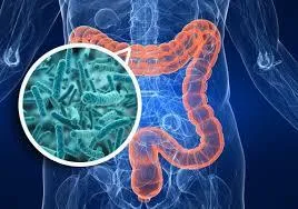 Guardians of Gut Health: Understanding the Threat of C. difficile