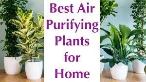 "Breathe Easy: NASA-Approved Plants for Cleaner Air at Home