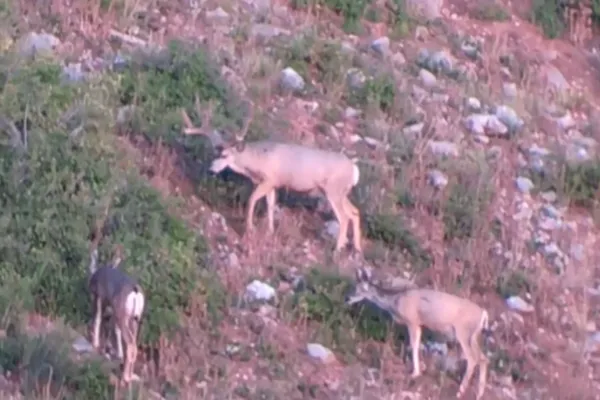 Why Mule Deer Are The Ultimate Big Game Challenge In The West
