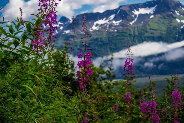 What Mule Deer Eat in the High Country: A Guide to Summer and Fall Forage