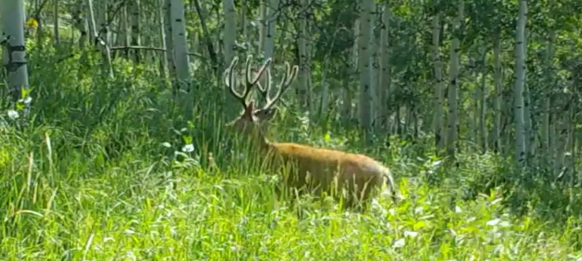 Mule deer buck in velvet