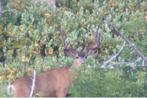 The Buck Moon And What It Means For Serious Mule Deer Hunters