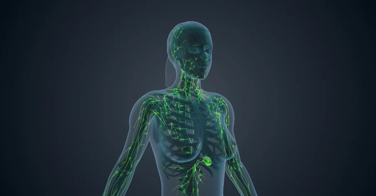 Transparent anatomical illustration of a woman’s upper body showing the lymphatic system in green, including lymph vessels, lymph nodes, and lymphatic drainage pathways in the neck, chest, and arms, highlighting the body’s natural detoxification and immune support system.