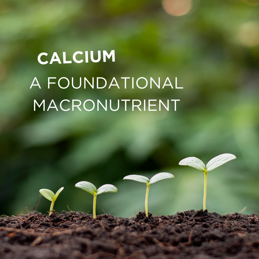 Calcium: A Foundational Macronutrient