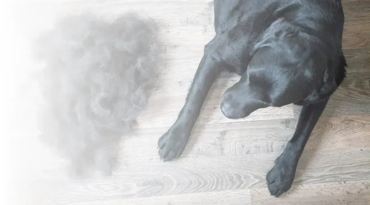 Hund liegt auf dem Fussboden und neben ihm liegen seine ausgefallenen Haare