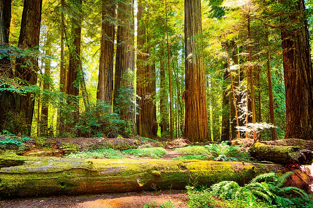 Why Redwood Trees Enchant Humans: 5 Reasons to Explore Mill Valley’s Natural Wonders