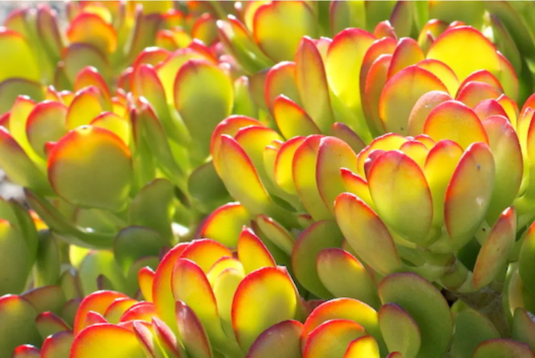 Succulents