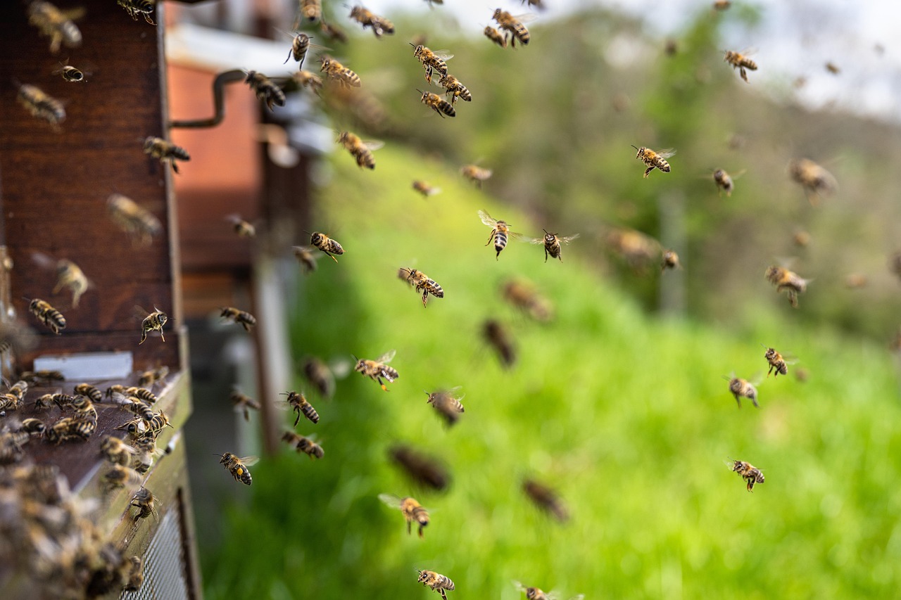 image of the orderly chaos of a honeybee hive