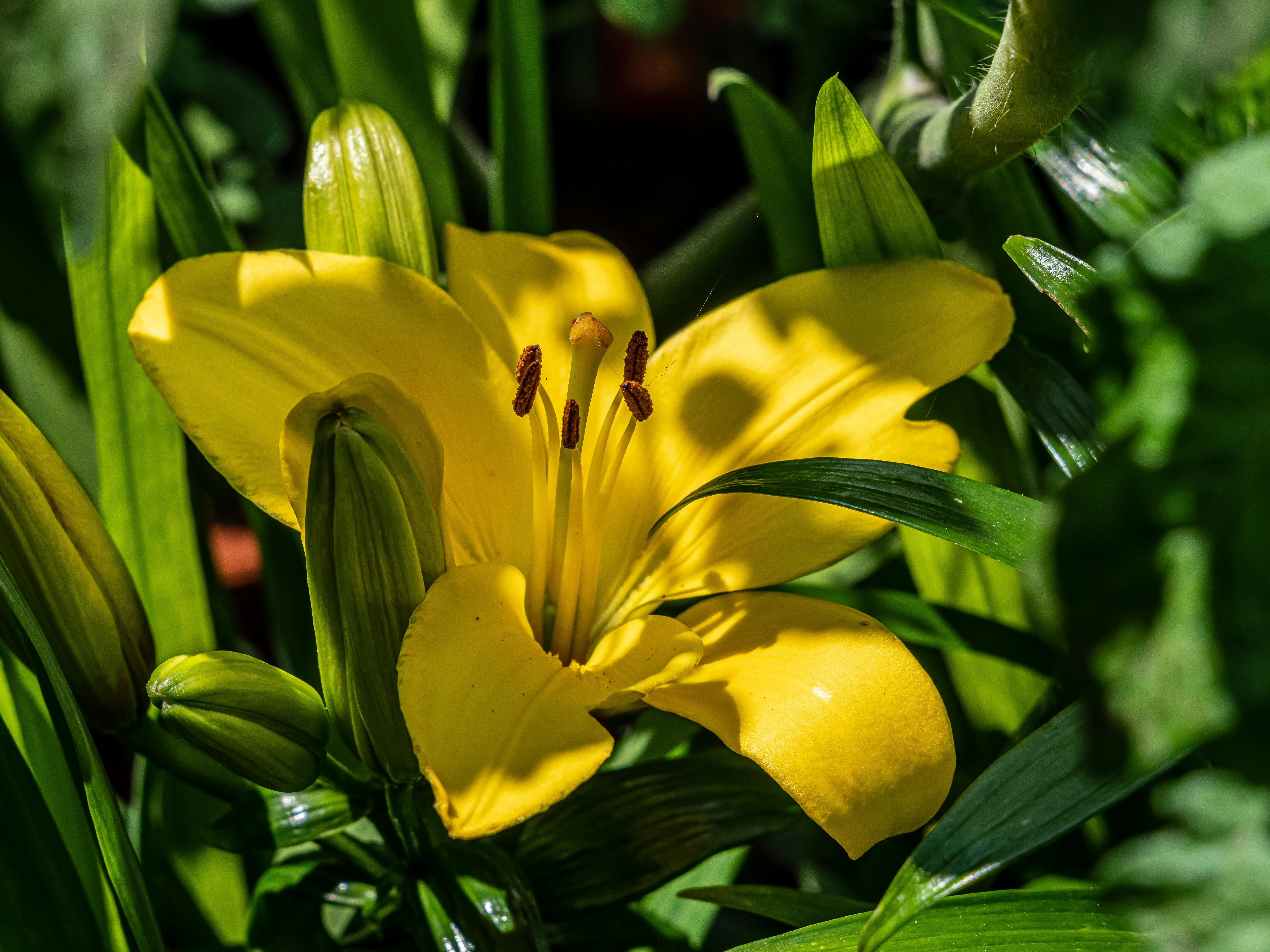 Step into a world of breathtaking flowers, serene water features, and lush landscapes at the Daniel Stowe Botanical Garden in Belmont, North Carolina.