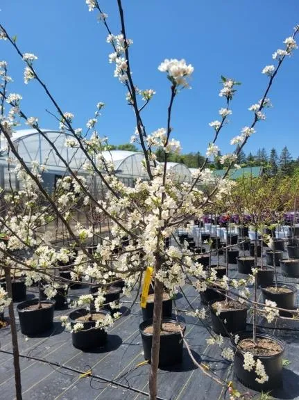 Flowering young tree growing in a pot-in-pot nursery at Hope Farms, ready for spring planting.