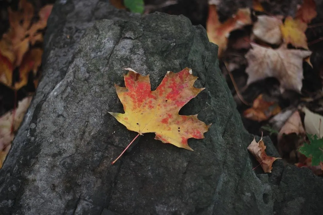 Seasonal affective disorder