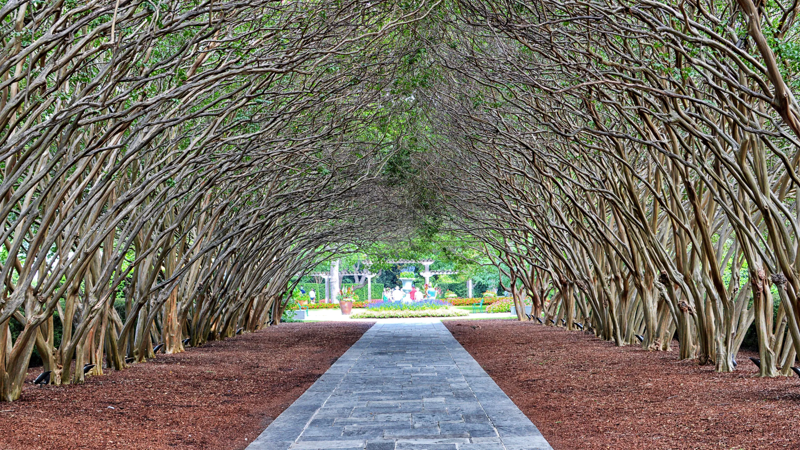 Discovering the Dallas Arboretum