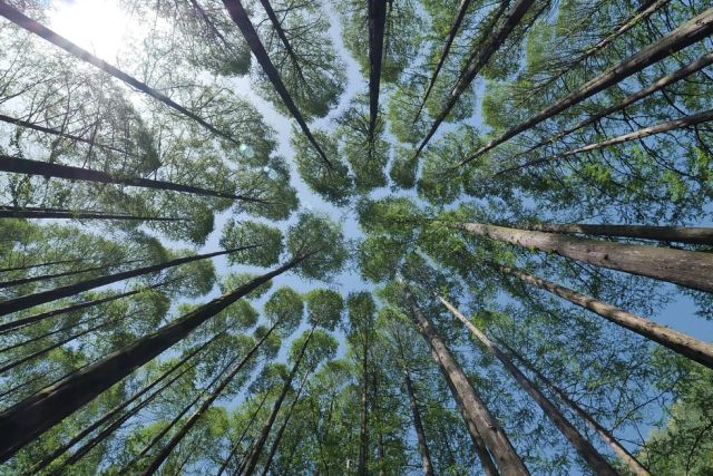 picture of a tree canopy and the sky