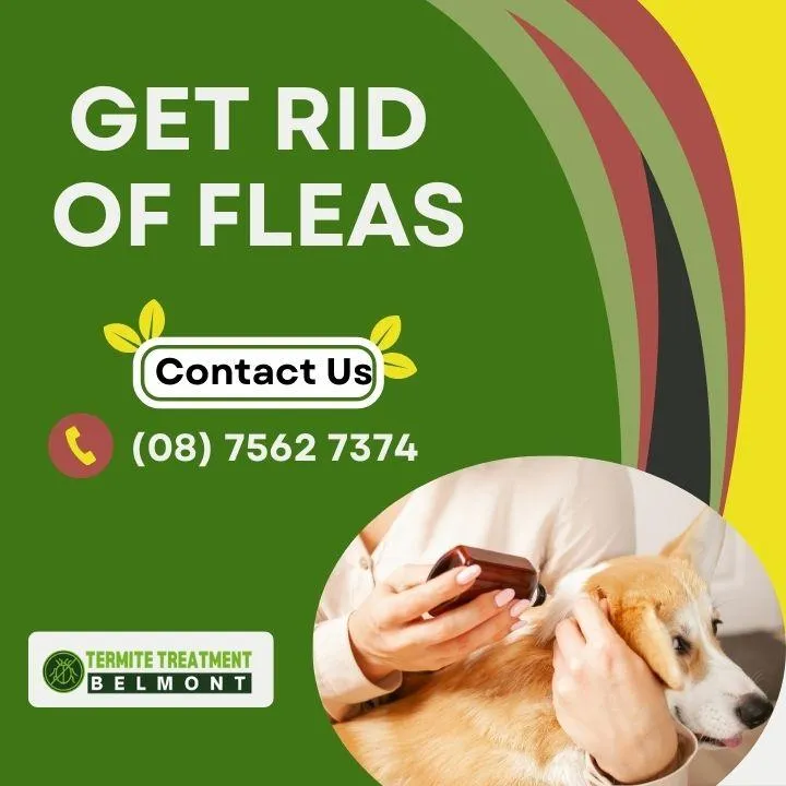how-to-eliminate-flea-infestations